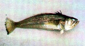 The Weever fish