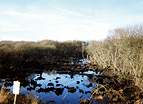 National Trust Woodland Destruction  Studland United Nudists