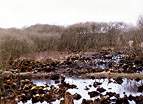 National Trust Woodland Destruction  Studland United Nudists