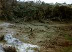 National Trust Woodland Destruction  Studland United Nudists