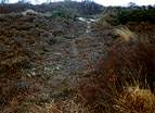 National Trust Woodland Destruction  Studland United Nudists