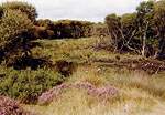 National Trust Woodland Destruction  Studland United Nudists