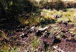 National Trust Woodland Destruction  Studland United Nudists