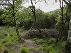 National Trust Woodland Destruction  Studland United Nudists