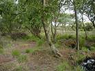 National Trust Woodland Destruction  Studland United Nudists