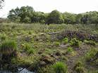 National Trust Woodland Destruction  Studland United Nudists