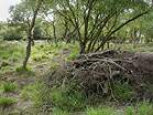 National Trust Woodland Destruction  Studland United Nudists
