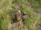 National Trust Woodland Destruction  Studland United Nudists