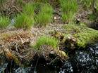 National Trust Woodland Destruction  Studland United Nudists