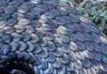 The venomous adder - Scales