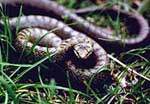 The smooth snake