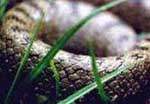 The smooth snake - Scales