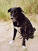 Dogs are allowed along the South West Coastal Path  Studland United Nudists