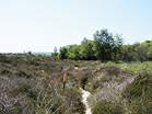Heather Walk  Studland United Nudists