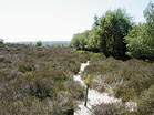 Heather Walk  Studland United Nudists