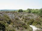Heather Walk  Studland United Nudists