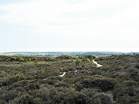 Heather Walk  Studland United Nudists