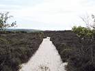 Heather Walk  Studland United Nudists