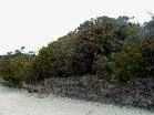 Heather Walk  Studland United Nudists