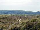 Heather Walk  Studland United Nudists