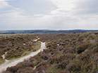 Heather Walk  Studland United Nudists