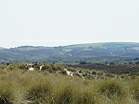 Police at Studland  Studland United Nudists