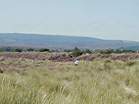 Police pay special attention to the dunes by the National Trust posts  Studland United Nudists