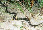 Smooth Snake  Studland United Nudists