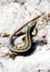 Sand Lizard  Studland United Nudists