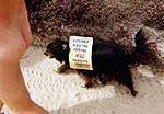 Nudist Beach Action Day 2000  Studland United Nudists