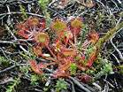 The insect eating Sundew  Studland United Nudists