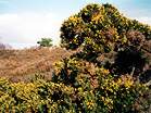 Gorse bushes in the heathland  Studland United Nudists