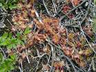 The insect eating Sundew  Studland United Nudists