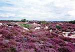 Views from FP6  Studland United Nudists