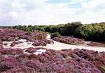 Views from FP6  Studland United Nudists