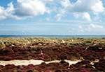 Heather Walk  Studland United Nudists