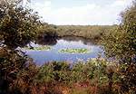 Lilies on the The Little Sea at the traditional nudist area at Studland  Studland United Nudists