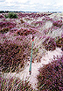 National Trust Red Post  Studland United Nudists