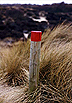 National Trust Red Post  Studland United Nudists