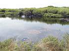 Lilies on the The Little Sea at the traditional nudist area at Studland  Studland United Nudists