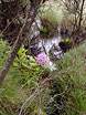 Rhododendrons in the swampy woodland  Studland United Nudists