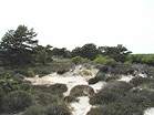 The traditional nudist area at Studland  Studland United Nudists