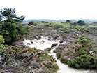 The traditional nudist area at Studland  Studland United Nudists