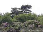 Rhododendrons in the traditional nudist area  Studland United Nudists